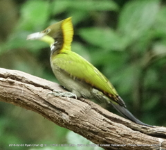 Chrysophlegma flavinucha