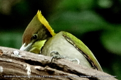 Chrysophlegma flavinucha