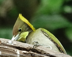 Chrysophlegma flavinucha