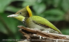 Chrysophlegma flavinucha