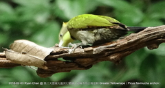 Chrysophlegma flavinucha