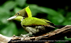 Chrysophlegma flavinucha