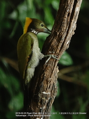 Chrysophlegma flavinucha