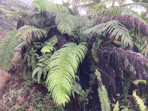 Sadleria cyatheoides observed 2026-02-10
