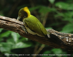 Chrysophlegma flavinucha