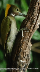 Chrysophlegma flavinucha