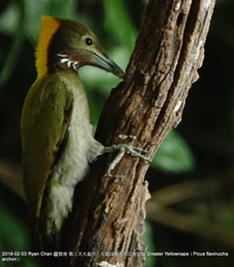 Chrysophlegma flavinucha