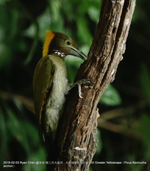 Chrysophlegma flavinucha