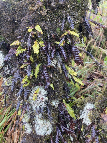 Adenophorus pinnatifidus observed 2026-02-10