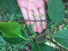 Syzygium polyanthum