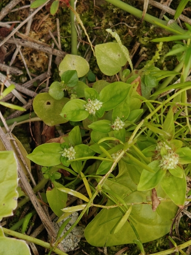 Spermacoce exilis observed 2026-02-08