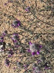 Dalea pulchra