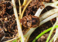 Sciocoris cursitans