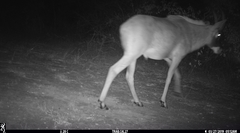 Hippotragus equinus koba