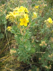 Dasiphora parvifolia