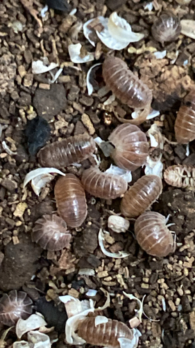 Photo of Velvety Pill Woodlouse (Eluma caelata)