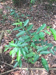 Syzygium polyanthum