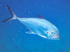 Heavyjawed Kingfish photo 1