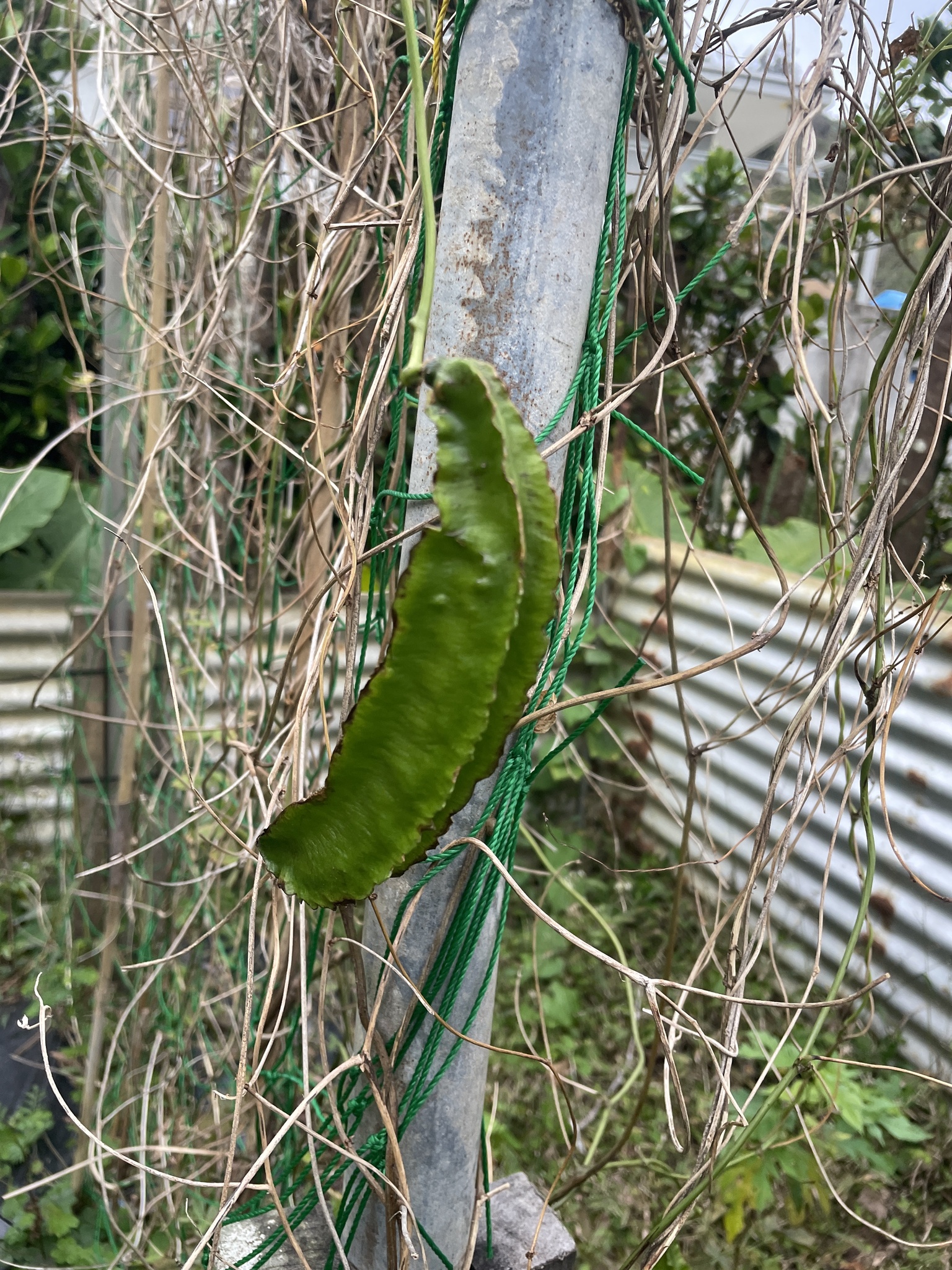 Photo by uoxou via iNaturalist (Copyright uoxou)