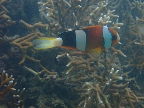 Amphiprion clarkii