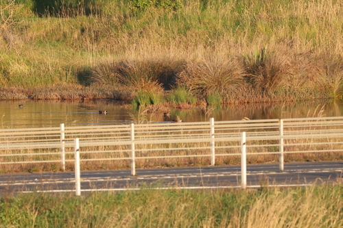 Australasian Shoveler (Spatula rhynchotis), photo 6