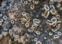 Myriolecis semipallida