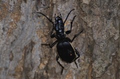 Anthia circumscripta