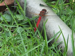 Sympetrum gilvum