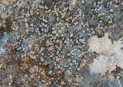 Myriolecis semipallida