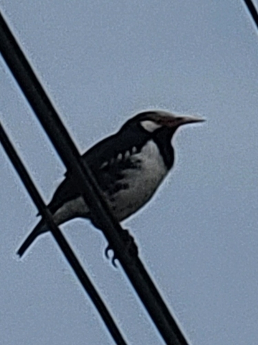 Siamese Pied Starling