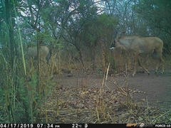 Hippotragus equinus koba