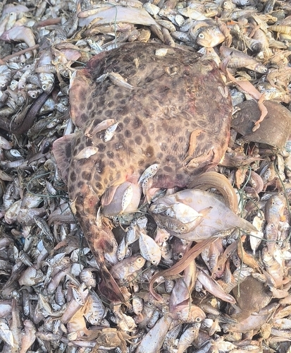 Tonkin numbfish (Narcine prodorsalis) — Narcinidae — 3