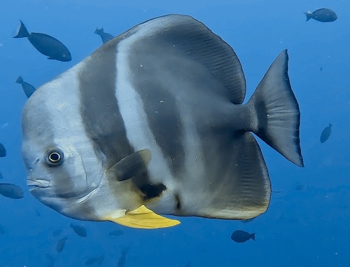 Platax teira