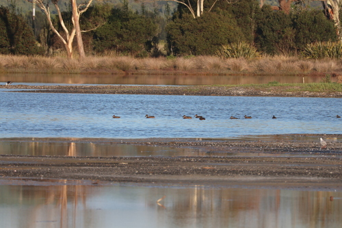 Australasian Shoveler (Spatula rhynchotis), photo 5