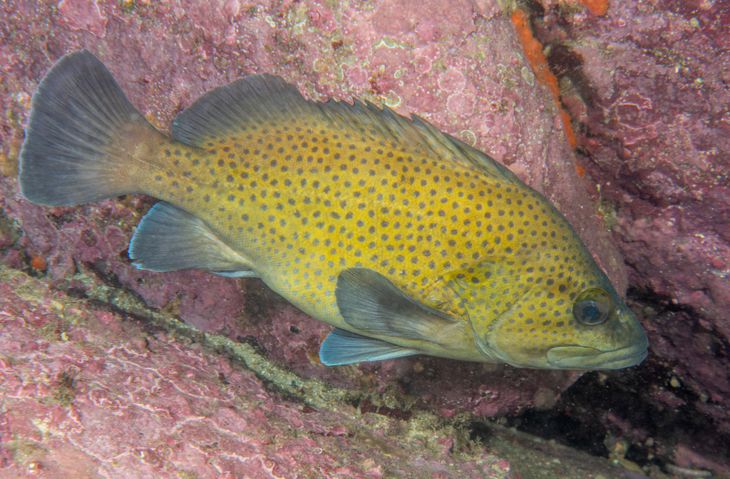 Boot (Acanthistius ocellatus) — Serranidae