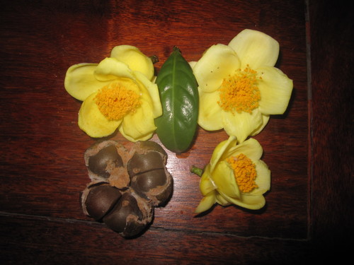Golden Camellia (Camellia nitidissima)