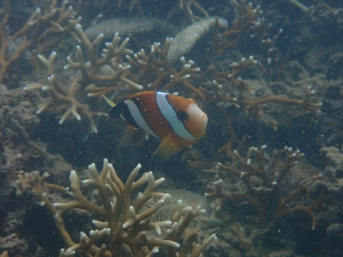 Amphiprion clarkii