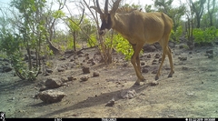 Hippotragus equinus koba