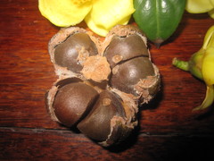 Camellia nitidissima