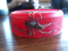 Tomopisthes horrendus