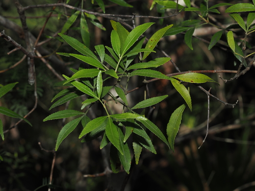 New South Wales christmas bush (Ceratopetalum gummiferum)