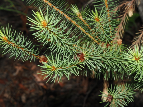 Fine-leaf Bush Pea (Pultenaea stipularis)