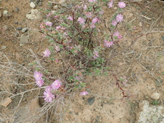 Ruschia spinosa