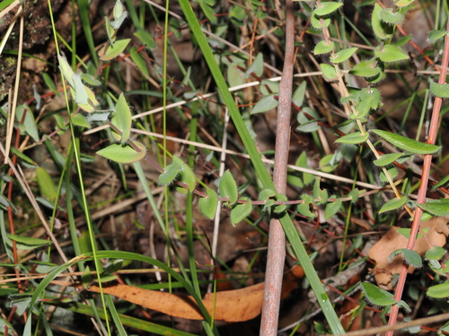 Beard-heath (Leucopogon amplexicaulis)