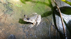 Limnonectes kuhlii