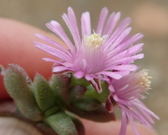 Ruschia spinosa