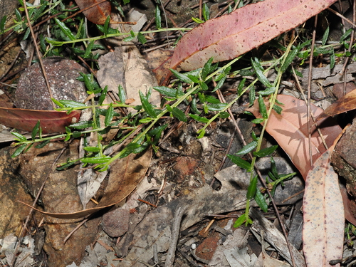 Camfield's Hop Bush (Dodonaea camfieldii)