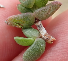 Ruschia spinosa