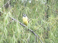 Pitangus sulphuratus derbianus