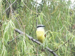 Pitangus sulphuratus derbianus